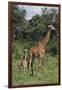 Giraffe Parent and Young-DLILLC-Framed Photographic Print