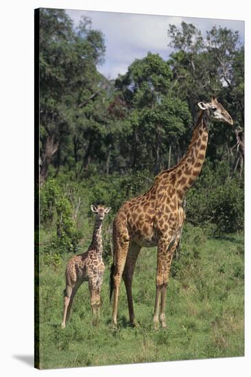 Giraffe Parent and Young-DLILLC-Stretched Canvas