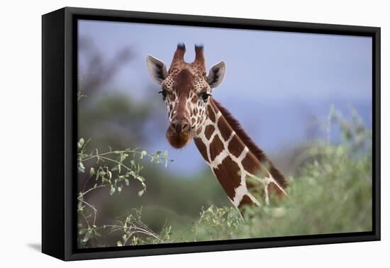 Giraffe Peeking over Foliage-DLILLC-Framed Stretched Canvas