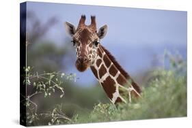 Giraffe Peeking over Foliage-DLILLC-Stretched Canvas