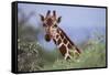 Giraffe Peeking over Foliage-DLILLC-Framed Stretched Canvas