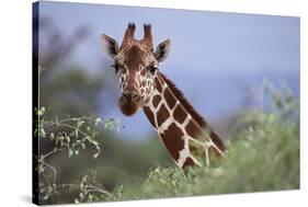 Giraffe Peeking over Foliage-DLILLC-Stretched Canvas