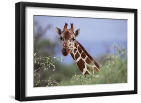 Giraffe Peeking over Foliage-DLILLC-Framed Premium Photographic Print