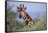 Giraffe Peeking over Foliage-DLILLC-Framed Stretched Canvas