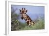 Giraffe Peeking over Foliage-DLILLC-Framed Photographic Print