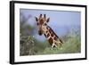 Giraffe Peeking over Foliage-DLILLC-Framed Photographic Print