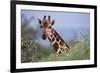 Giraffe Peeking over Foliage-DLILLC-Framed Photographic Print