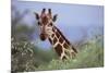 Giraffe Peeking over Foliage-DLILLC-Mounted Photographic Print