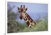 Giraffe Peeking over Foliage-DLILLC-Framed Photographic Print