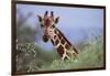 Giraffe Peeking over Foliage-DLILLC-Framed Photographic Print