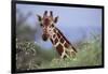 Giraffe Peeking over Foliage-DLILLC-Framed Photographic Print