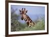 Giraffe Peeking over Foliage-DLILLC-Framed Photographic Print