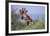 Giraffe Peeking over Foliage-DLILLC-Framed Photographic Print