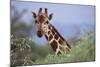 Giraffe Peeking over Foliage-DLILLC-Mounted Photographic Print