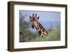 Giraffe Peeking over Foliage-DLILLC-Framed Photographic Print