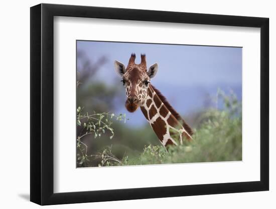 Giraffe Peeking over Foliage-DLILLC-Framed Photographic Print