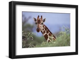 Giraffe Peeking over Foliage-DLILLC-Framed Photographic Print