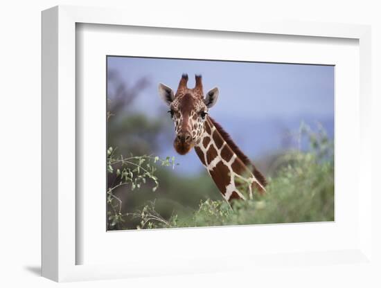 Giraffe Peeking over Foliage-DLILLC-Framed Photographic Print