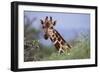 Giraffe Peeking over Foliage-DLILLC-Framed Photographic Print