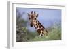 Giraffe Peeking over Foliage-DLILLC-Framed Photographic Print