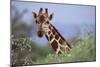 Giraffe Peeking over Foliage-DLILLC-Mounted Photographic Print