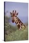 Giraffe Peeking over Top of Foliage-DLILLC-Stretched Canvas