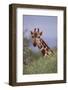 Giraffe Peeking over Top of Foliage-DLILLC-Framed Photographic Print