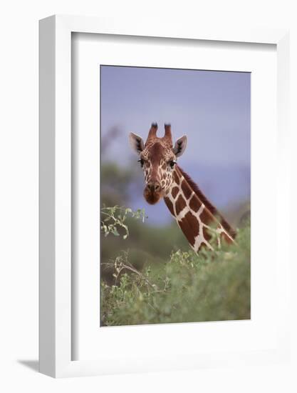 Giraffe Peeking over Top of Foliage-DLILLC-Framed Photographic Print