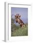 Giraffe Peeking over Top of Foliage-DLILLC-Framed Photographic Print