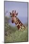 Giraffe Peeking over Top of Foliage-DLILLC-Mounted Photographic Print