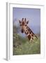 Giraffe Peeking over Top of Foliage-DLILLC-Framed Photographic Print