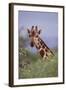 Giraffe Peeking over Top of Foliage-DLILLC-Framed Photographic Print