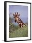 Giraffe Peeking over Top of Foliage-DLILLC-Framed Photographic Print