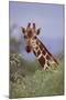 Giraffe Peeking over Top of Foliage-DLILLC-Mounted Photographic Print