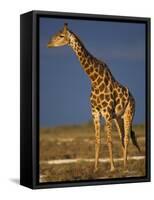 Giraffe Portrait at Sunset, Etosha Np, Nambia-Tony Heald-Framed Stretched Canvas
