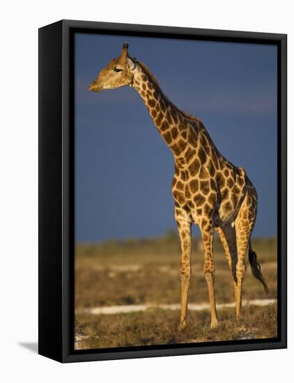 Giraffe Portrait at Sunset, Etosha Np, Nambia-Tony Heald-Framed Stretched Canvas
