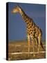 Giraffe Portrait at Sunset, Etosha Np, Nambia-Tony Heald-Stretched Canvas