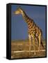 Giraffe Portrait at Sunset, Etosha Np, Nambia-Tony Heald-Framed Stretched Canvas