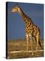 Giraffe Portrait at Sunset, Etosha Np, Nambia-Tony Heald-Stretched Canvas