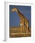 Giraffe Portrait at Sunset, Etosha Np, Nambia-Tony Heald-Framed Photographic Print