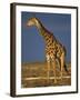 Giraffe Portrait at Sunset, Etosha Np, Nambia-Tony Heald-Framed Photographic Print