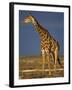 Giraffe Portrait at Sunset, Etosha Np, Nambia-Tony Heald-Framed Photographic Print