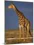 Giraffe Portrait at Sunset, Etosha Np, Nambia-Tony Heald-Mounted Photographic Print