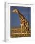 Giraffe Portrait at Sunset, Etosha Np, Nambia-Tony Heald-Framed Photographic Print