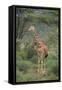 Giraffe Protecting Her Young from Predation-DLILLC-Framed Stretched Canvas
