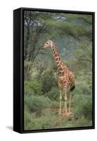 Giraffe Protecting Her Young from Predation-DLILLC-Framed Stretched Canvas