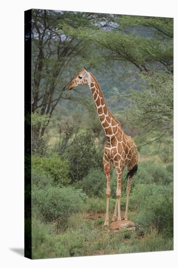Giraffe Protecting Her Young from Predation-DLILLC-Stretched Canvas