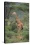 Giraffe Protecting Her Young from Predation-DLILLC-Stretched Canvas