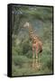 Giraffe Protecting Her Young from Predation-DLILLC-Framed Stretched Canvas