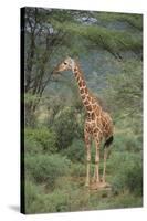 Giraffe Protecting Her Young from Predation-DLILLC-Stretched Canvas